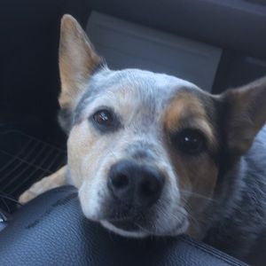 Meet your Posher, Veronica